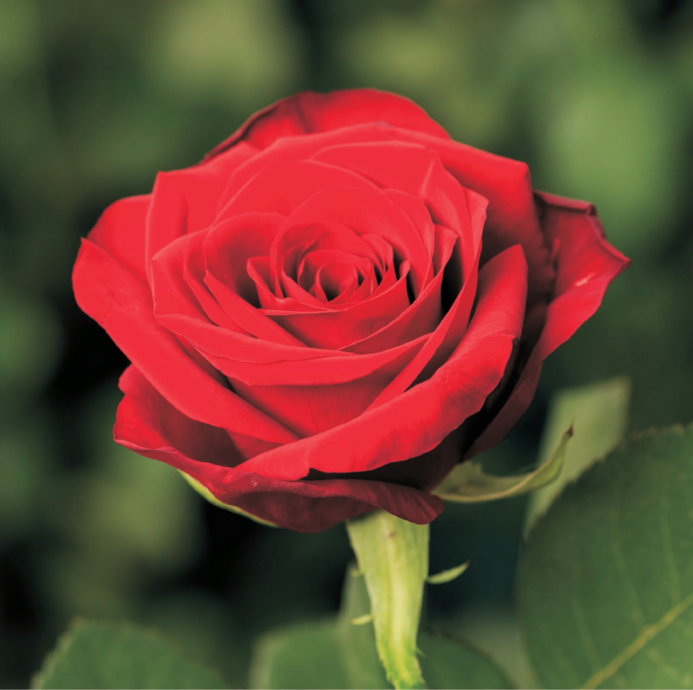 Роза чайно-гибридная Ред Наоми ( Red Naomi )
