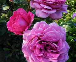Роза чайно-гибридная Сурир де Периге ( Sourire De Perigueux)