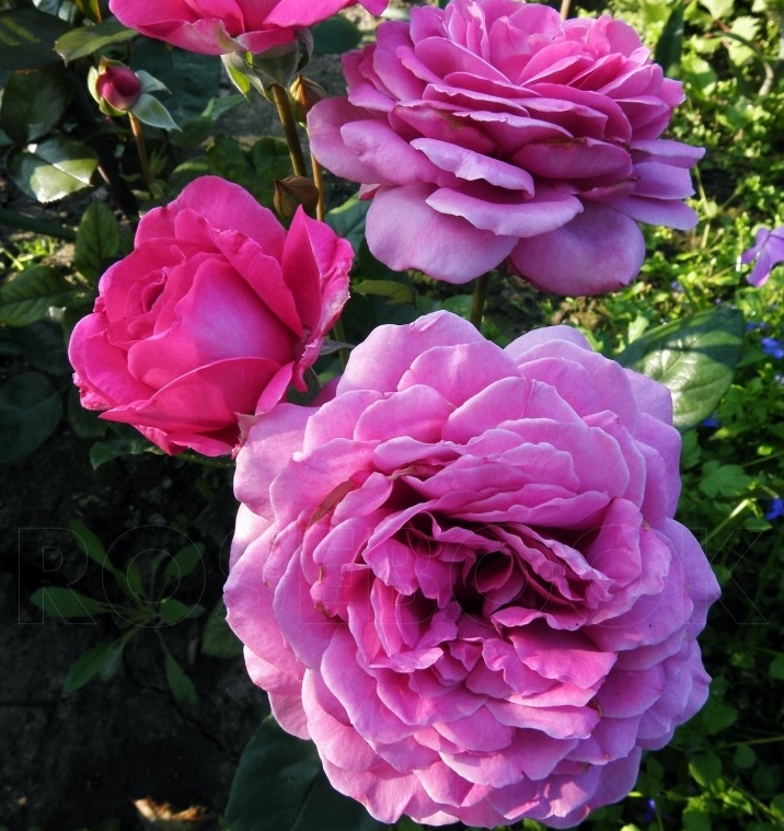 Роза чайно-гибридная Сурир де Периге ( Sourire De Perigueux)