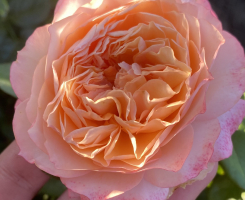 Роза чайно-гибридная Сурир де Хавр (Sourire du Havre )