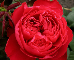 Роза чайно-гибридная Тиамо (Tiamo )