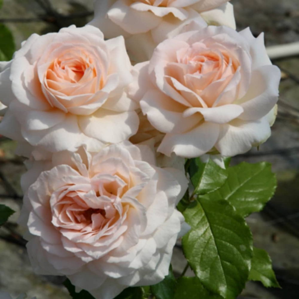 Роза чайно-гибридная Чандос Бьюти (Chandos Beauty (Sweet Love, Morten Korch)
