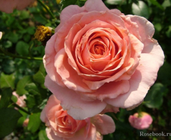 Роза чайно-гибридная Поэзия (Poesie )