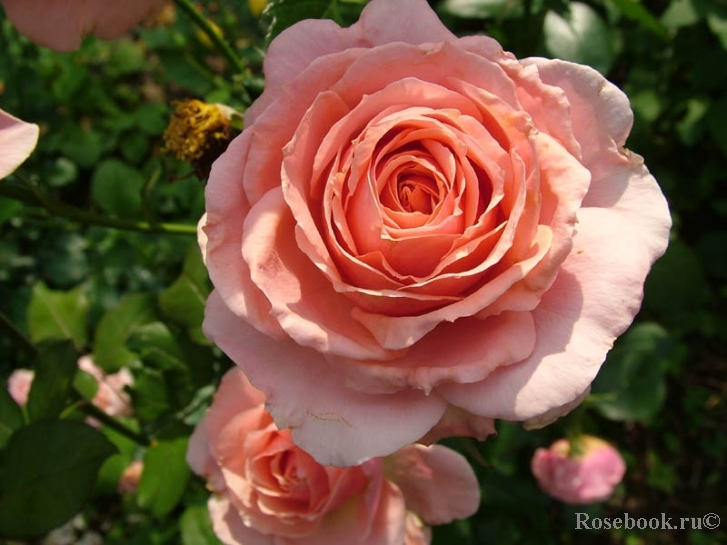 Роза чайно-гибридная Поэзия (Poesie )