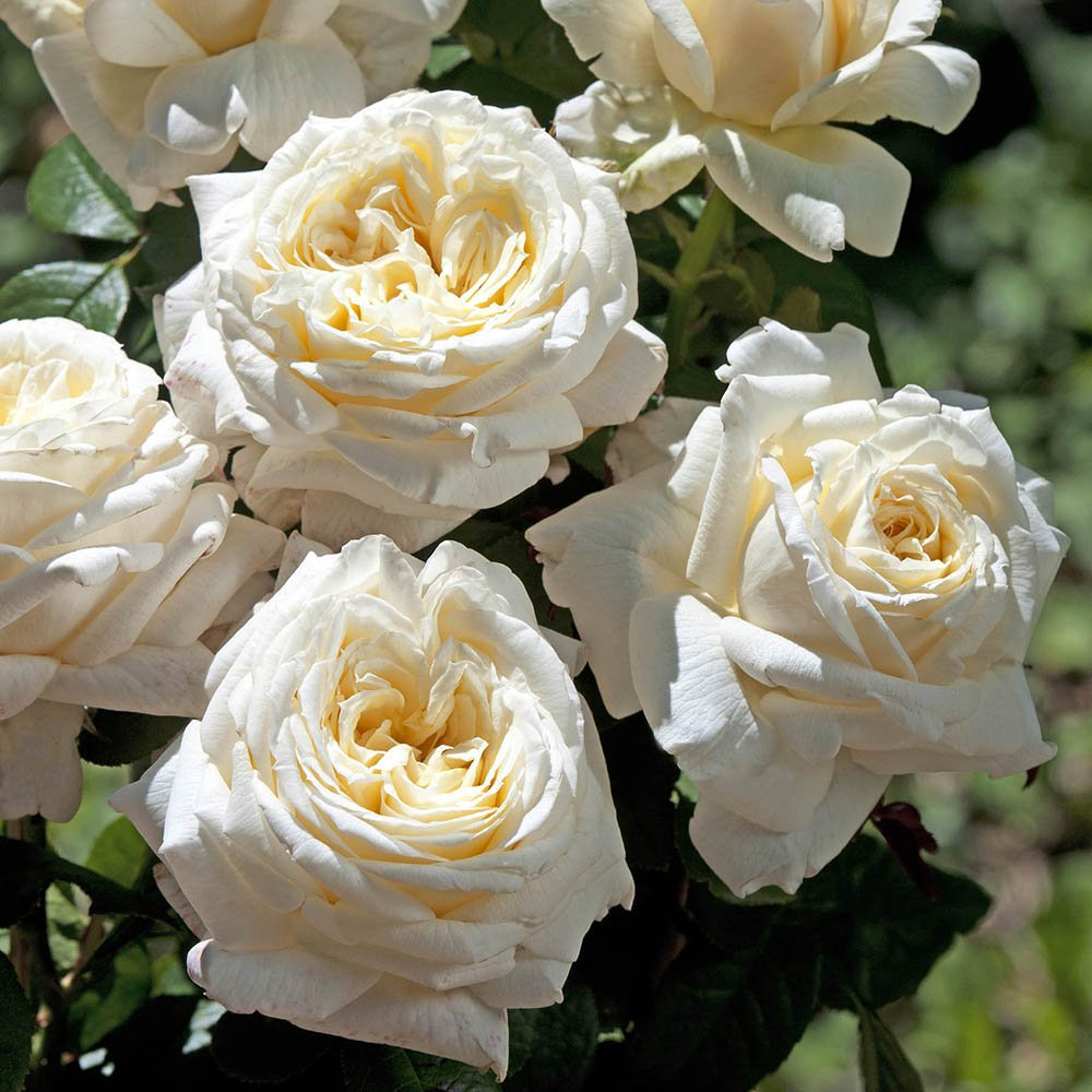 Роза чайно-гибридная Ариана Ротшильд (Ariane de Rothschild)