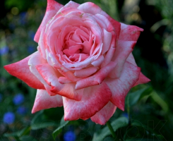 Роза чайно-гибридная Биг Эппл (Big Apple (Barbiga) )