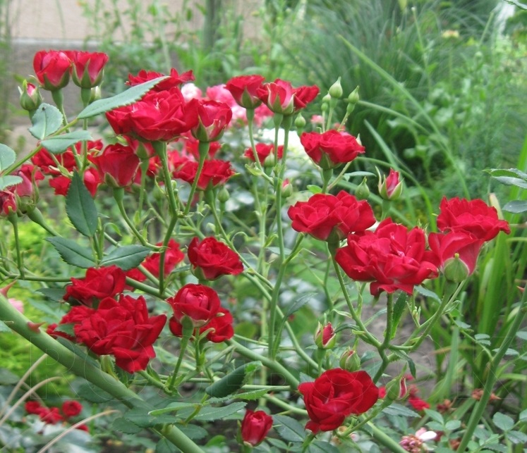 Роза почвопокровная Ред Каскейд (Red Cascade)