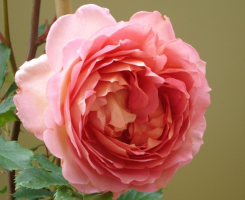 Роза английская Джубили Селебрейшн (Jubilee Celebration)