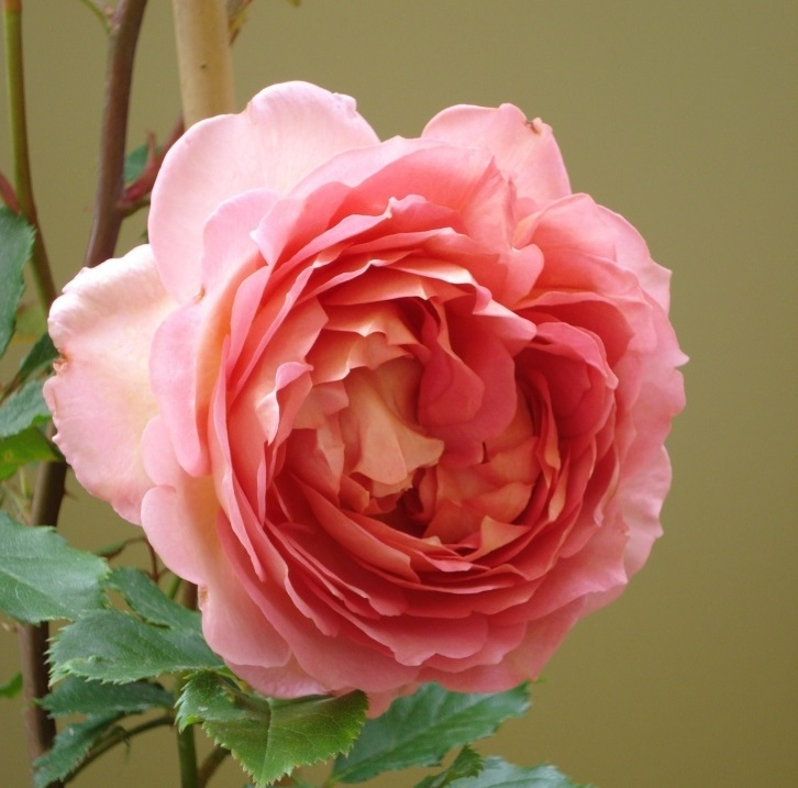 Роза английская Джубили Селебрейшн (Jubilee Celebration)