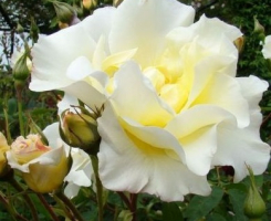 Роза английская Виндраш (Windrush)