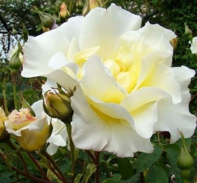 Роза английская Виндраш (Windrush)