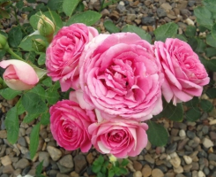 Роза плетистая Цикламен Пьер де Ронсар (Cyclamen Pierre de Ronsard)