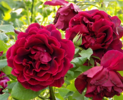 Роза плетистая Кримсон Глори (Crimson Glory Cl.)