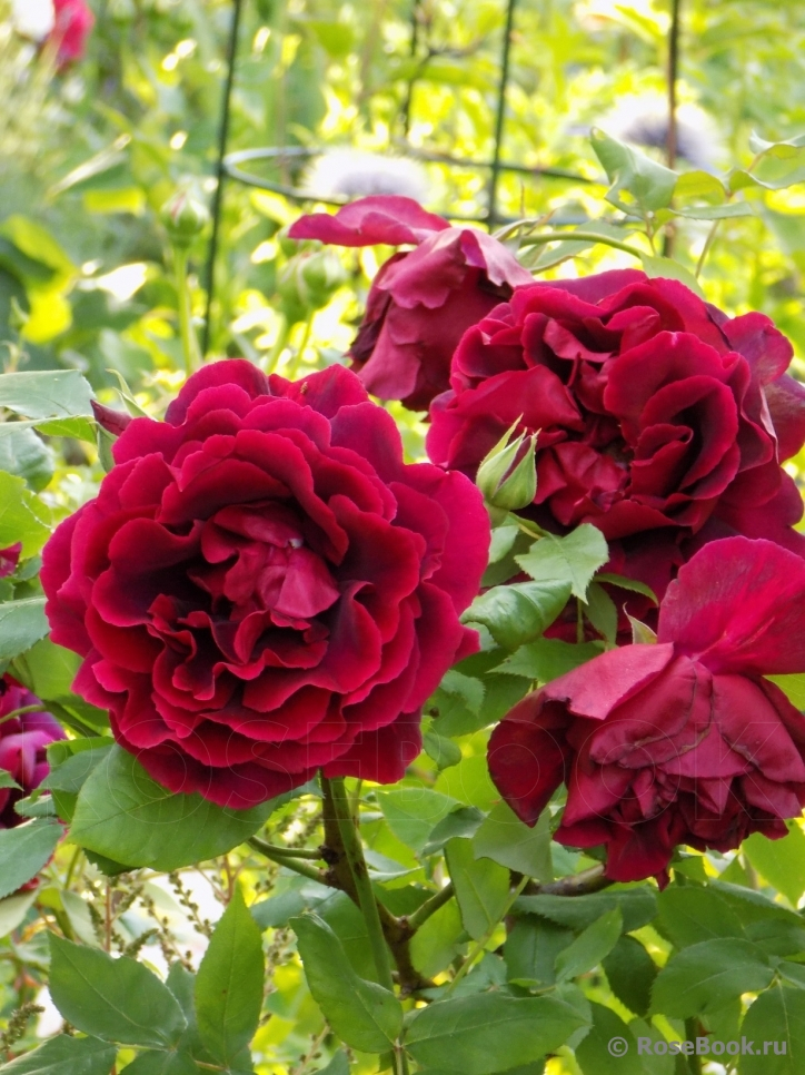 Роза плетистая Кримсон Глори (Crimson Glory Cl.)