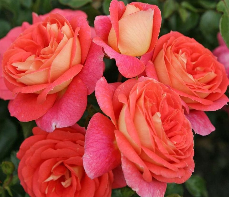 Роза флорибунда Зоммерзонне (Sommersonne )