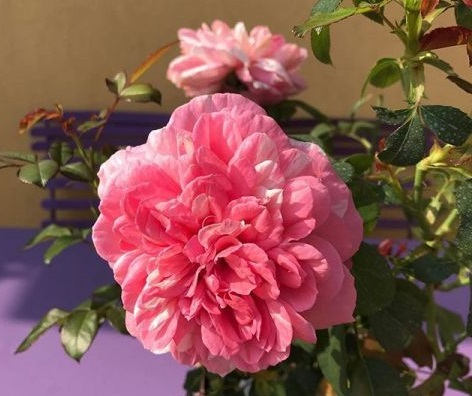Роза флорибунда Маскарэ (Mascaret)