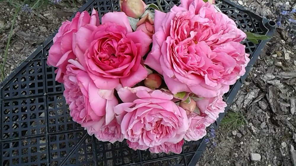 Роза флорибунда Роз де Пампадур (Pompadour)
