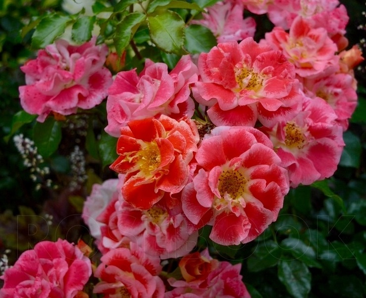 Розы флорибунда Эбраш (Airbrush)