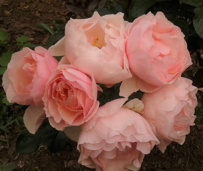 Роза флорибунда Жарден де Тюильри (Jardin des Tuileries)