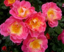 Роза парковая Герцогиня Фредерика (Herzogin Friederike)