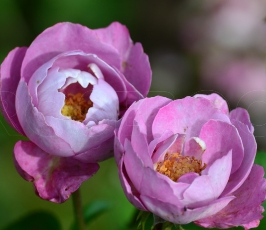 Роза японская Буль де Парфюм (Boul de Parfum)