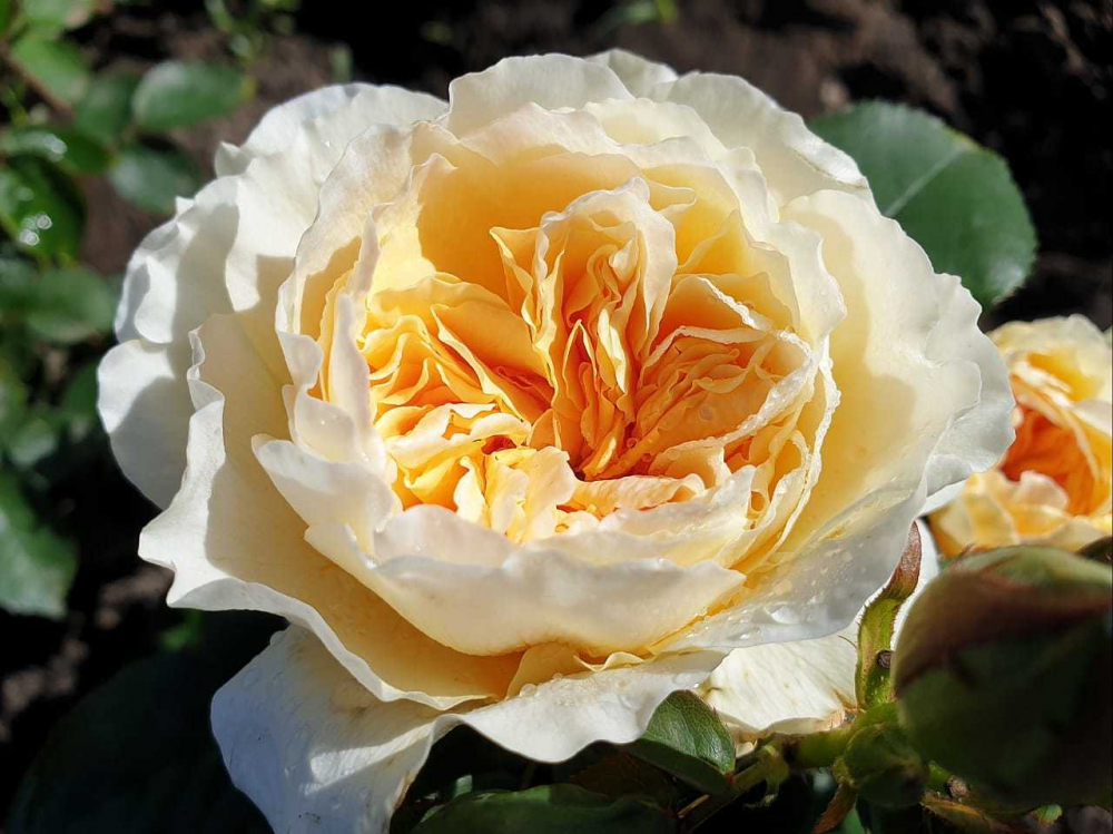 Роза японская Ликухоталу (Likuhotalu)