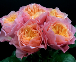 Роза чайно-гибридная Викториан Сикрет (Victorian Secret)
