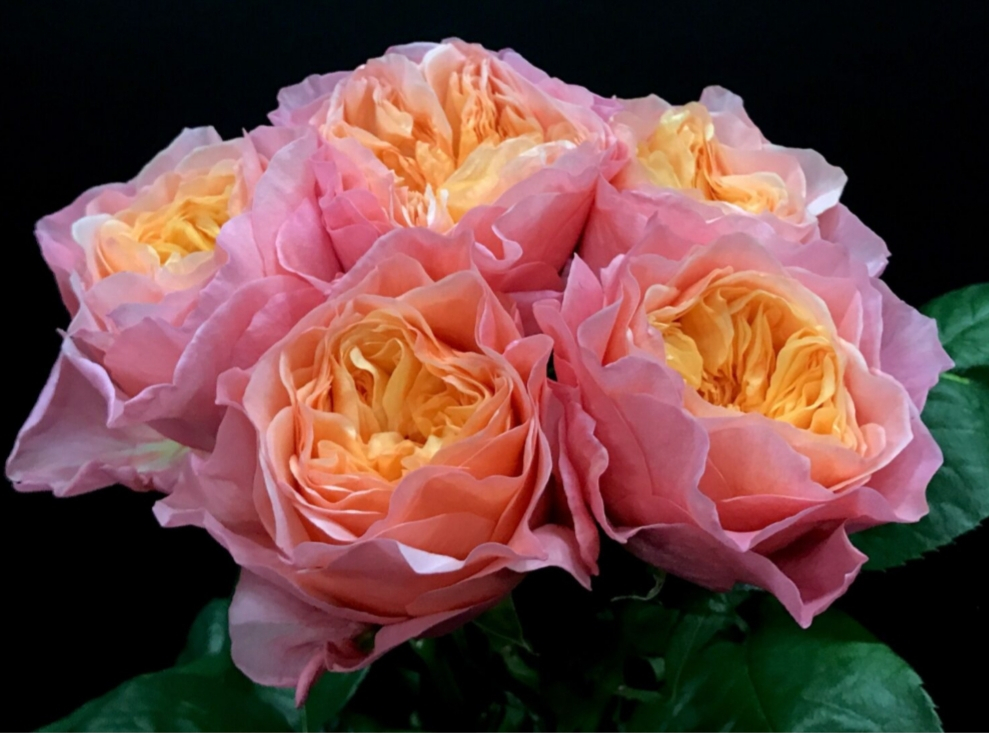 Роза чайно-гибридная Викториан Сикрет (Victorian Secret)