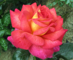 Роза чайно-гибридная Парфюм де Грасс (Parfum De Grasse)