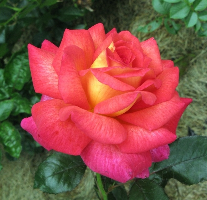 Роза чайно-гибридная Парфюм де Грасс (Parfum De Grasse)