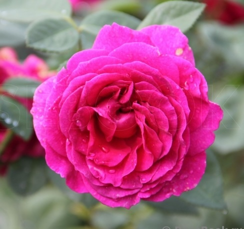 Роза чайно-гибридная Русская красавица