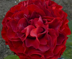 Роза чайно-гибридная Самарканда