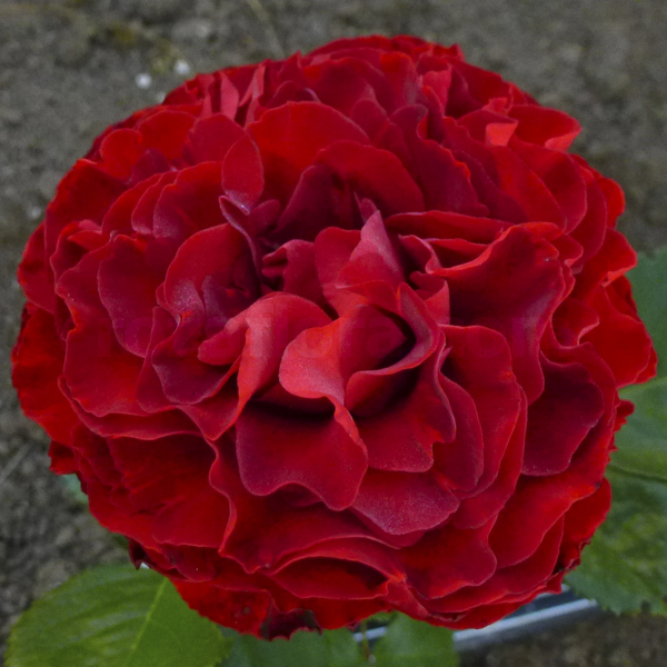 Роза чайно-гибридная Самарканда