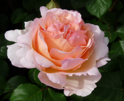 Роза чайно-гибридная Сувенир Баден-Баден (Souvenir de Baden-Baden)