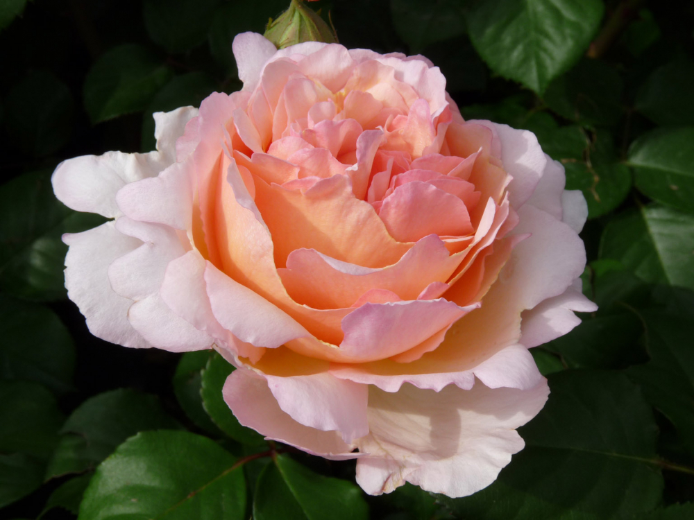 Роза чайно-гибридная Сувенир Баден-Баден (Souvenir de Baden-Baden)