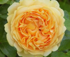 Роза чайно-гибридная Чиппендейл Голд (Chippendale Gold)
