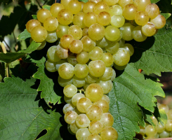 Виноград Альпийский мускат (винный)