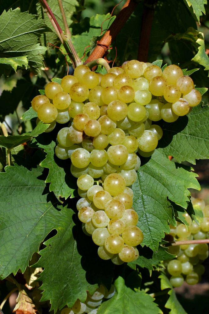 Виноград Альпийский мускат (винный)