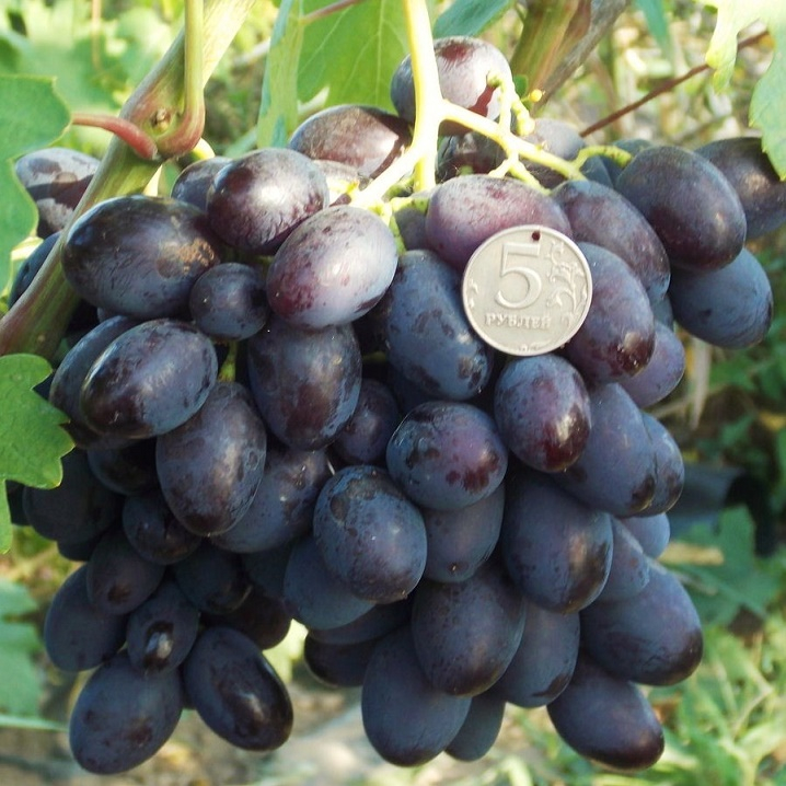 Виноград Каталония