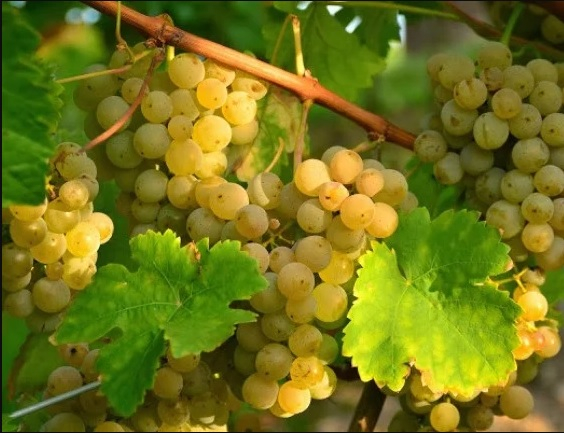 Виноград Шардоне (винный)