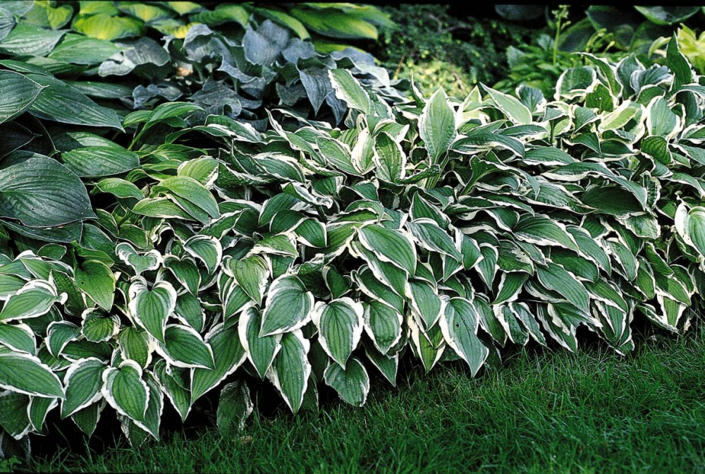 Хоста Ginko Craig /Гинко Крэйг, M