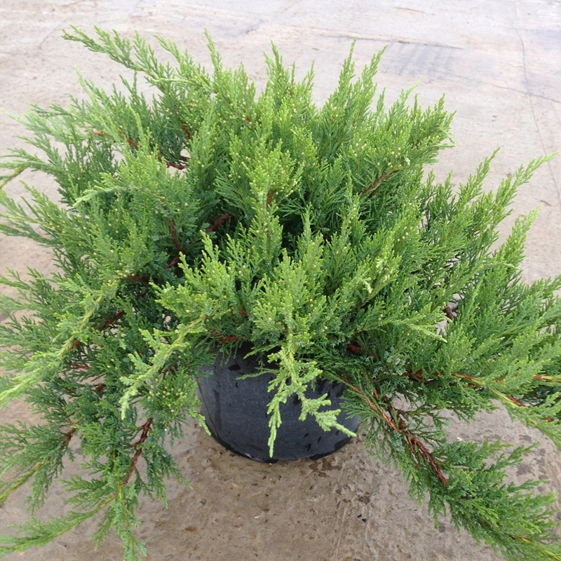 Можжевельник казацкий Tamariscifolia (Тамарисцифолия) р9
