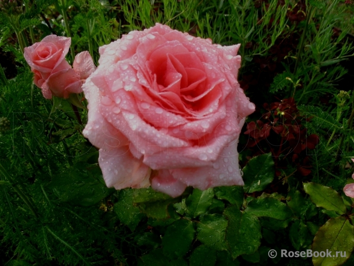 Роза чайно-гибридная Дезире (Desiree)