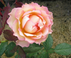 Роза чайно-гибридная Джалита (Jalitah)