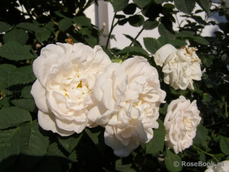Роза неукрывная Альба Суавеоленс (Alba Suaveolens)