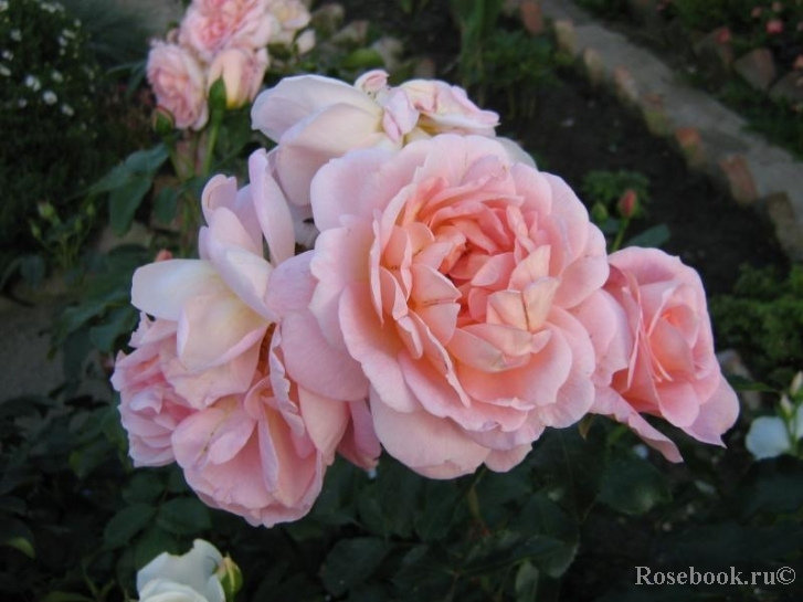 Роза плетистая Амаретто (Amaretto)