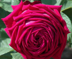 Роза плетистая Эклер (Eclair)