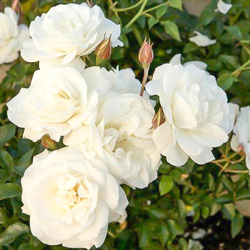 Роза флорибунда Диадем Вайт (Diadem White)