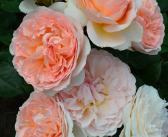 Роза флорибунда Мерхенцаубер (Marchenzauber)