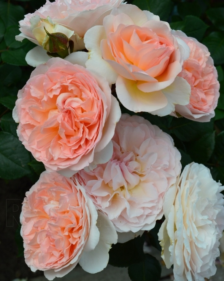 Роза флорибунда Мерхенцаубер (Marchenzauber)